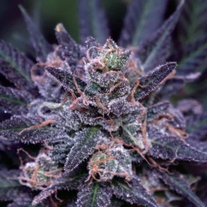 INDICA